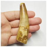 T148 - Nicely Preserved 3.42'' Spinosaurus Dinosaur Tooth Cretaceous KemKem Beds