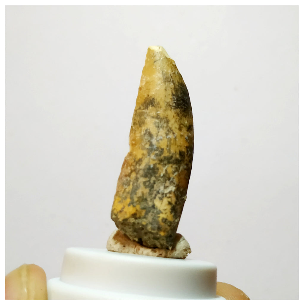 H16 - Kryptops palaios Abelisaurid Theropod Dinosaur Tooth Cretaceous ...