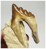 T107 - Nice 2.63 Inch Basilosaurus (Whale Ancestor) Molar Rooted Tooth in Matrix