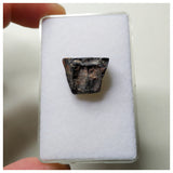S55 - Ouranosaurus nigeriensis Basal Hadrosaur Dinosaur Tooth Cretaceous Elrhaz Fm