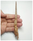 T71 - Exceedingly Rare 5.70 Inch Alanqa saharica Cretaceous Azhdarchid Pterosaur Dentary Bone