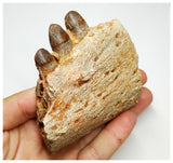 J59 - Top Rare Hamadasuchus Cretaceous Crocodile Partial Maxillary KemKem Beds