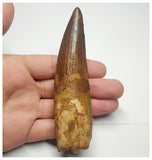 T92 - Huge 4.29 Inch Spinosaurus Dinosaur Tooth Upper Cretaceous KemKem Beds