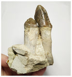 T143 - Rare Huge 4.29 Inch Basilosaurus (Whale Ancestor) Molar Rooted Tooth in Jaw Bone