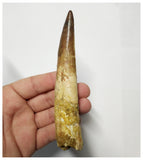 T138 - Impressive Huge 5 Inch Spinosaurus Dinosaur Tooth Cretaceous KemKem Beds