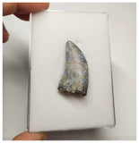 T3- Nicely Serrated Eocarcharia dinops Dinosaur Tooth - Cretaceous Elrhaz Fm Tenere Desert