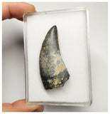 T2- Nicely Serrated Eocarcharia dinops Dinosaur Tooth - Cretaceous Elrhaz Fm Tenere Desert