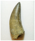 H5 - Rare Eocarcharia dinops Carcharodontosaurid Dinosaur Tooth - Elrhaz Fm