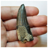 H37 - Awesome Suchomimus tenerensis Dinosaur Tooth Lower Cretaceous Elrhaz Fm