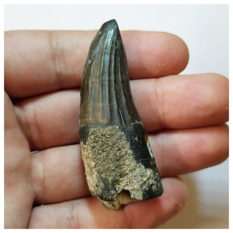 H37 - Awesome Suchomimus tenerensis Dinosaur Tooth Lower Cretaceous Elrhaz Fm