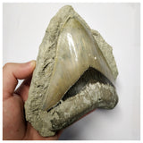 T114 - Finest Quality Serrated 5.19'' Megalodon Tooth in Matrix Indonesia Location