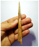 G82 - Exceedingly Rare 5.11 Inch Cretaceous Azhdarchid Pterosaur Dentary Bone