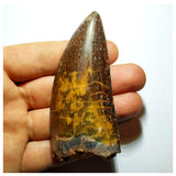 G92 - Gem Grade 3.18 Inch Carcharodontosaurus Dinosaur Tooth - Cretaceous KemKem