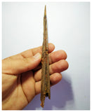 G81 - Exceedingly Rare 6.45 Inch Cretaceous Azhdarchid Pterosaur Dentary Bone