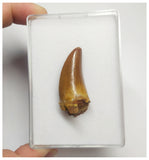 T66 - Gem Grade Orange Carcharodontosaurus Dinosaur Tooth - Cretaceous KemKem