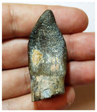 H20 - Nicely Preserved Jobaria Sauropod Dinosaur Tooth Jurassic Tiouraren Fm