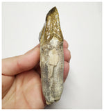 T140 - Rare Huge 3.93 Inch Basilosaurus (Whale Ancestor) Molar Rooted Tooth