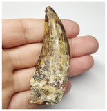 T6- Top Rare Eocarcharia dinops Dinosaur Tooth - Cretaceous Elrhaz Fm Tenere Desert