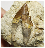 T144 - Nice 2.51 Inch Basilosaurus (Whale Ancestor) Molar Rooted Tooth in Matrix