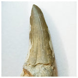 H41 - Awesome Suchomimus tenerensis Dinosaur Tooth Lower Cretaceous Elrhaz Fm