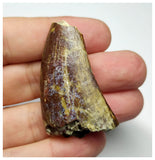 T8 - Top Rare Eocarcharia dinops Dinosaur Tooth - Cretaceous Elrhaz Fm