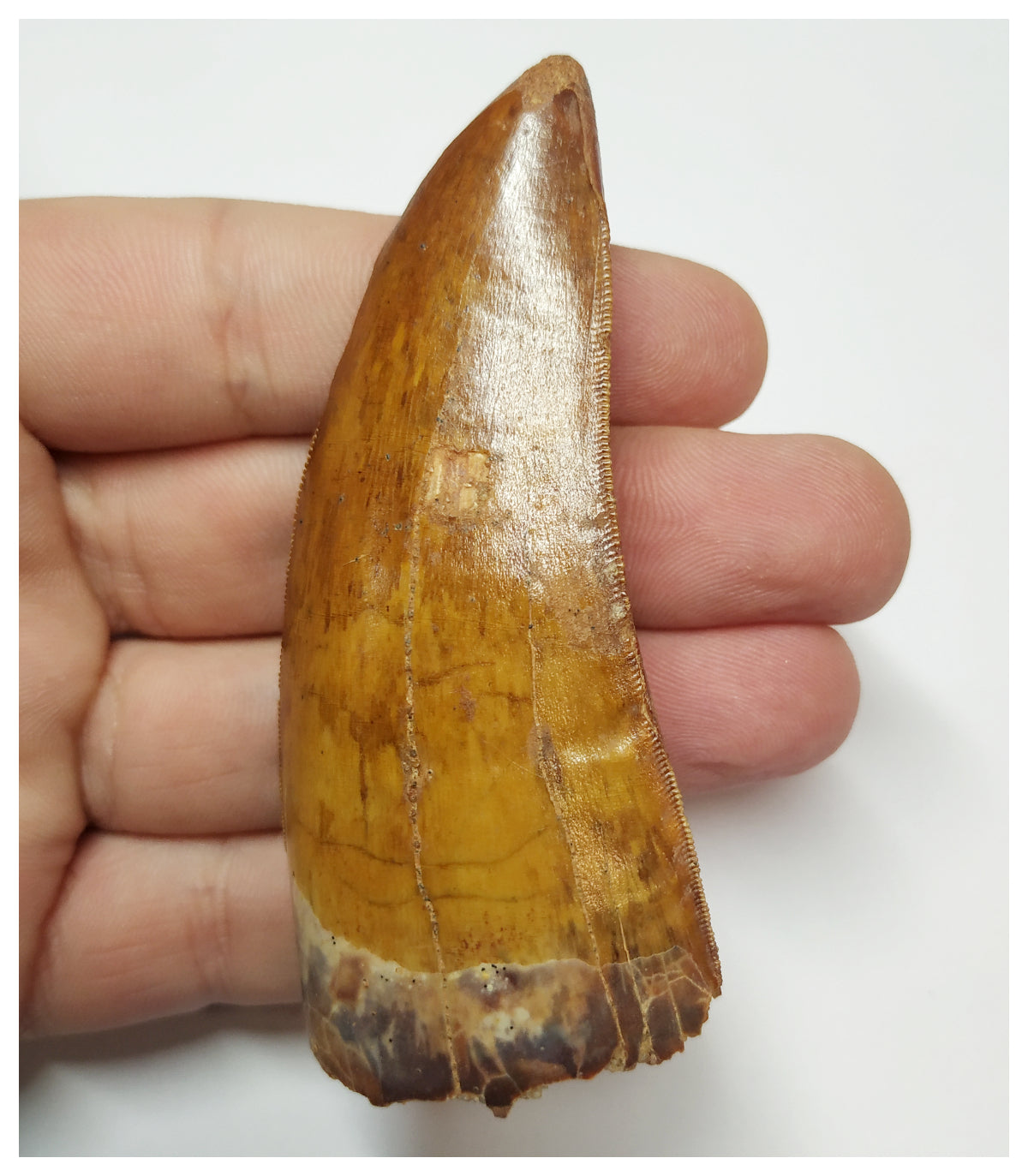 Gem Grade Huge 3.46 Carcharodontosaurus saharicus Dinosaur Tooth KemKem Jurassic Dreams