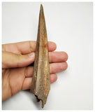 J58 - Museum Grade 5.94'' Cretaceous Azhdarchid Pterosaur Dentary Bone KemKem