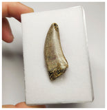 T5 - Finest Grade Afrovenator abakensis Megalosaurid Dinosaur Tooth Jurassic Tiouraren Fm