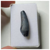 S11 - Exceedingly Rare Suchomimus tenerensis Dinosaur Tooth - Elrhaz Fm - Niger