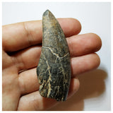 H15 - Eocarcharia dinops Dinosaur Tooth - Cretaceous Elrhaz Fm Tenere Desert