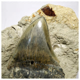 T116 - Finest Quality Serrated 3.46'' Megalodon Tooth in Matrix Indonesia Location