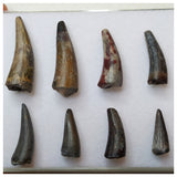 S47 - Lot of 8 Sharp Stolokrosuchus Crocodile Teeth - Lower Cretaceous Elrhaz Fm - Niger