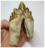 T58 - Rare Huge 4.44 Inch Basilosaurus (Whale Ancestor) Molar Rooted Tooth