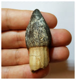 H19 - Rooted 1.96'' Jobaria Sauropod Dinosaur Tooth Jurassic Tiouraren Fm