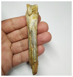 J61 - Top Rare 3.74 Inch Cretaceous Azhdarchid Pterosaur Metacarpal Bone KemKem