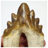 T57 - Rare Huge 4.64 Inch Basilosaurus (Whale Ancestor) Molar Rooted Tooth