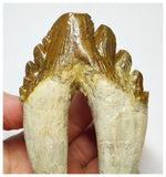 T59 - Rare Huge 4.21 Inch Basilosaurus (Whale Ancestor) Molar Rooted Tooth