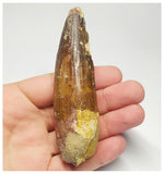 T97 - Huge 3.70 Inch Spinosaurus Dinosaur Tooth Upper Cretaceous KemKem Beds