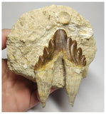T108 - Nice 3.34 Inch Basilosaurus (Whale Ancestor) Molar Rooted Tooth in Matrix