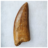 B26 - Huge 3.42'' Carcharodontosaurus Dinosaur Tooth Upper Cretaceous KemKem Beds