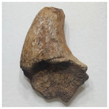 F2 - Unidentified Theropod Dinosaur Hand Claw Cretaceous Elrhaz Fm Tenere Desert