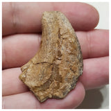 F2 - Unidentified Theropod Dinosaur Hand Claw Cretaceous Elrhaz Fm Tenere Desert