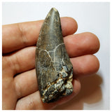 H15 - Eocarcharia dinops Dinosaur Tooth - Cretaceous Elrhaz Fm Tenere Desert