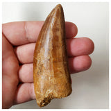 B26 - Huge 3.42'' Carcharodontosaurus Dinosaur Tooth Upper Cretaceous KemKem Beds