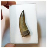 H38 - Rare Suchomimus tenerensis Dinosaur Tooth Lower Cretaceous Elrhaz Fm