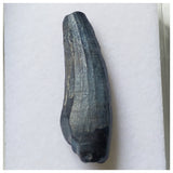 S11 - Exceedingly Rare Suchomimus tenerensis Dinosaur Tooth - Elrhaz Fm - Niger