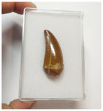 T66 - Gem Grade Orange Carcharodontosaurus Dinosaur Tooth - Cretaceous KemKem