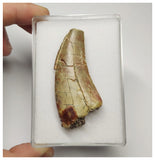 T7 - Top Rare Eocarcharia dinops Dinosaur Tooth - Cretaceous Elrhaz Fm