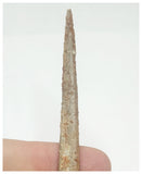 T71 - Exceedingly Rare 5.70 Inch Alanqa saharica Cretaceous Azhdarchid Pterosaur Dentary Bone