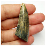 S19 - Rare Afrovenator abakensis Megalosaurid Dinosaur Tooth Jurassic Tiouraren Fm